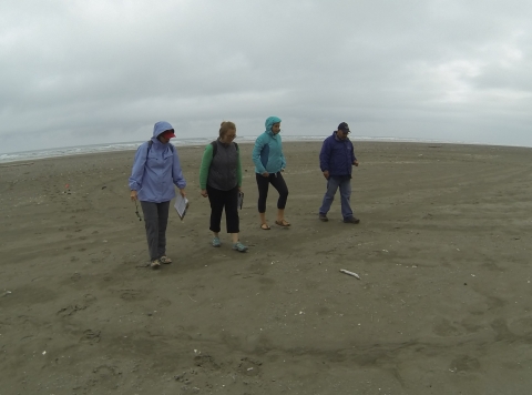 A survey team searches for debris within a 5-meter wide transect as part of an MDMAP standing stock survey on a beach. 