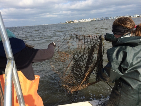Participants remove a derelict crab pot. (Photo Credit: NOAA)