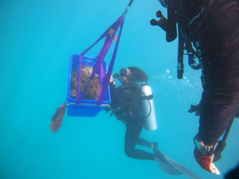 A marine debris removal team member in Scuba gear guides a basket of coral out of the water. 