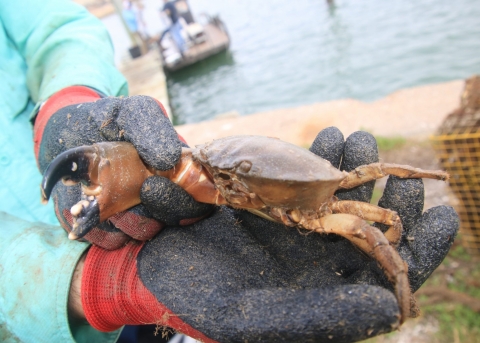  A crab with a missing claw held firmly in a gloved hand.