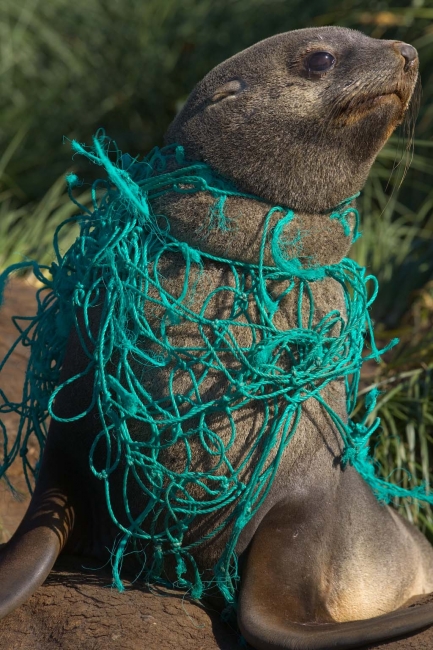 How Marine Debris is Impacting Marine Animals and What We Can Do About