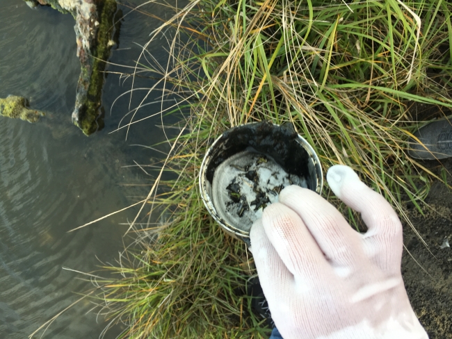 A Salt Marsh Soldier finds and removes a metal can from a tidal creek beside Glynn Middle School.