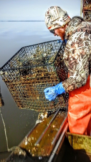 A participant removes a derelict crab pot.