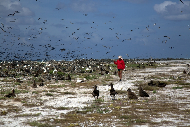 Hundreds of terns surround Rhonda on the old runway at Tern Island, French Frigate Shoals. (Photo Credit: NOAA PIFSC Coral Reef Ecosystem Program)