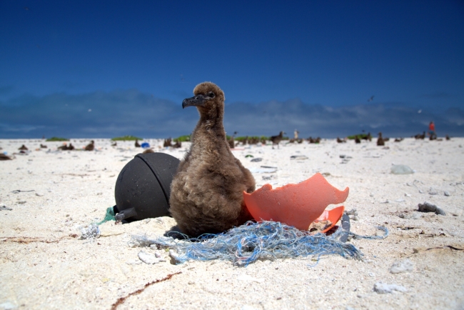 A Laysan albatross chick rests on a small derelict fishing net.