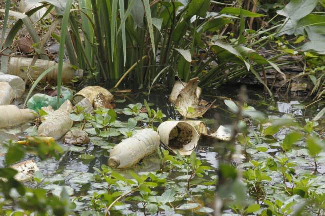 Plastic bottles and other debris floating on water and mixed in with forest vegetation.