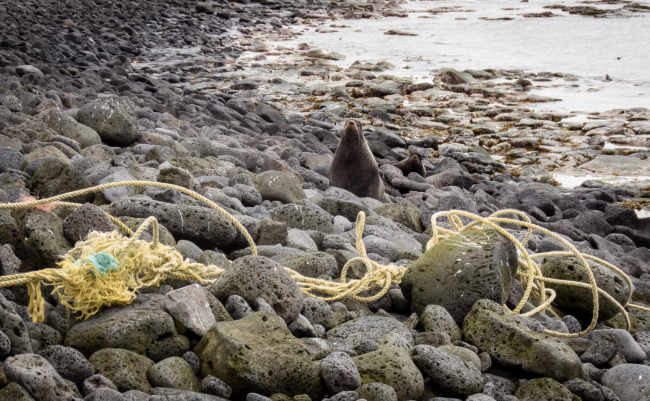 A lone adult male northern fur seal sits behind piles of fishing ropes and lines that washed up along the shoreline.
