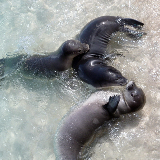3 monk seals in the water.