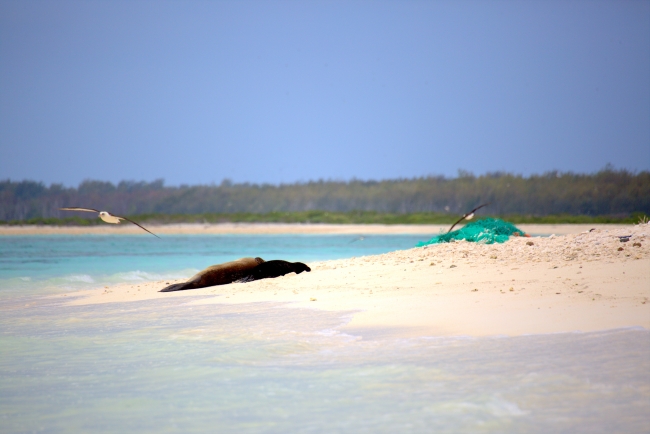 A mom and pup Hawaiian monk seal pair lays next to a large derelict fishing net, which was later removed by the team when the pair playfully relocated down the shoreline.