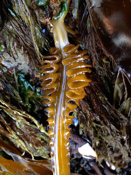 Image of Wakame kelp.