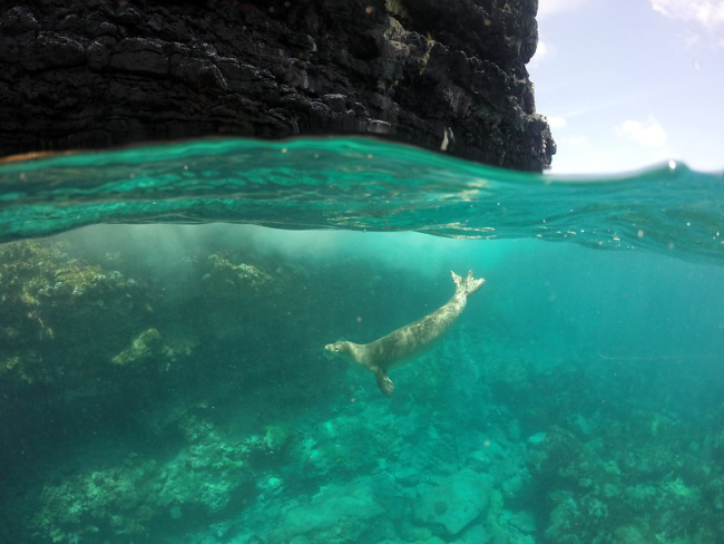 A seal swimming underwater.