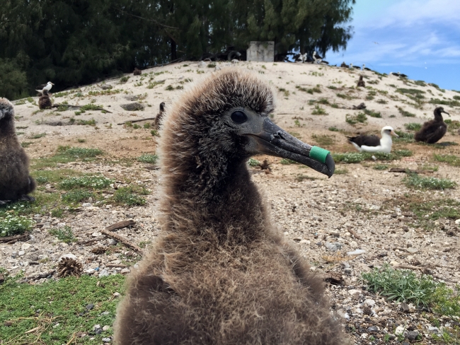 Liat carefully removed the small plastic loop that was stuck around this Albatross chick’s beak. Oyster farmers use plastic tubes of different lengths to cultivate oysters at spaces along lines in the ocean.