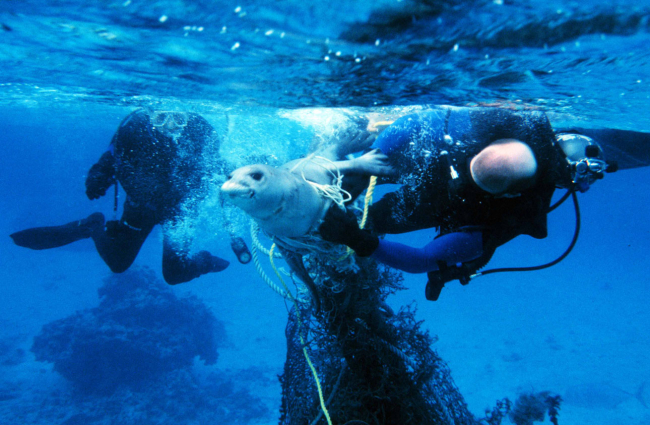Divers with a sea lion that has fishing lines wrapped around its neck.
