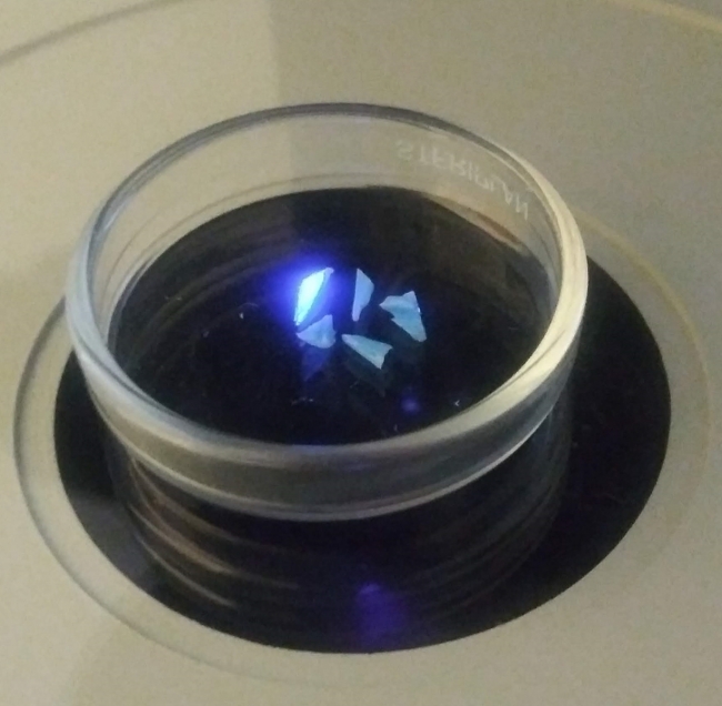 Plastic particles dyed and analyzed during fluorescence microscopy analysis tests.