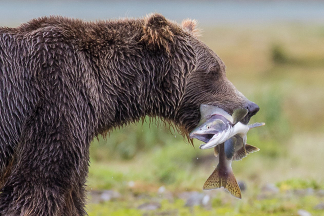 Brown bear with a fish in their mouth. 