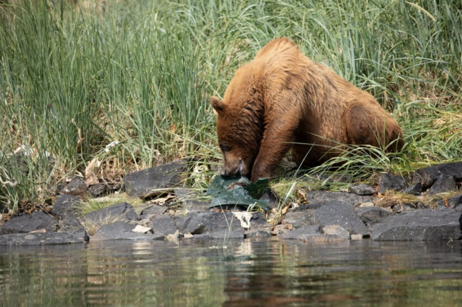 A brown bear gnaws on a piece of plastic. 