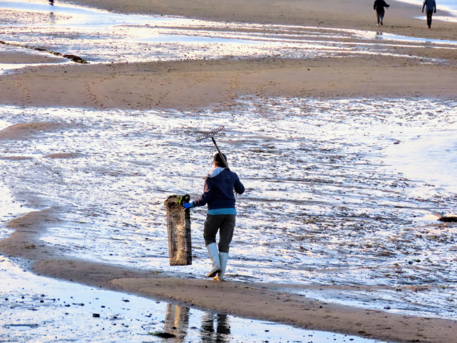 A person with a rake collecting derelict fishing gear on the beach.