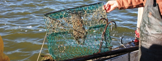A person hauls a crab pot up and over the side of a boat.