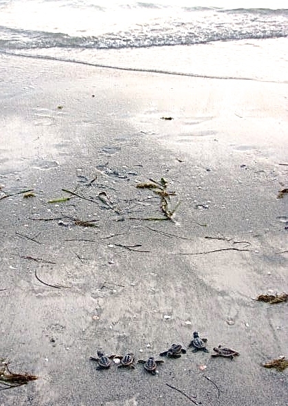 Loggerhead sea turtle hatchlings crawling toward the sea.