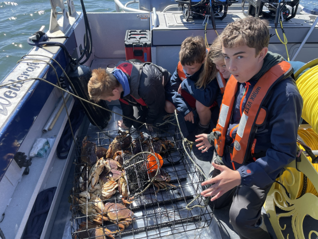 A group of students on a boat looking at a crab trap with crabs inside.