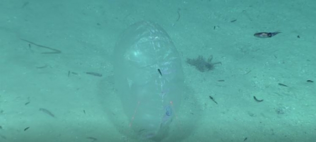 A clear balloon is found all the way down at the bottom of the ocean. The balloon is located on a sandy bottom.