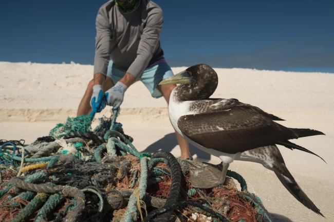 The marine debris team works to remove a mass of derelict nets, which a booby has chosen as a place to rest.