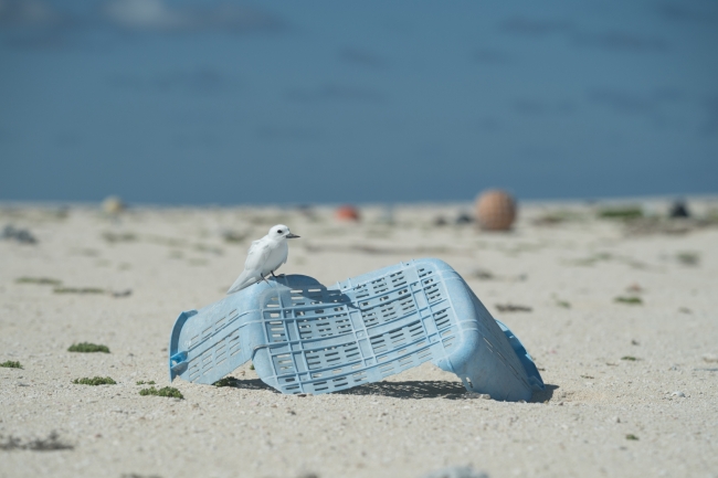 A white tern sits atop a plastic basket on a beach.