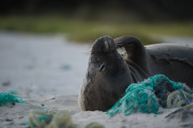A Hawaiian monk seal lounges next to a derelict fishing net.