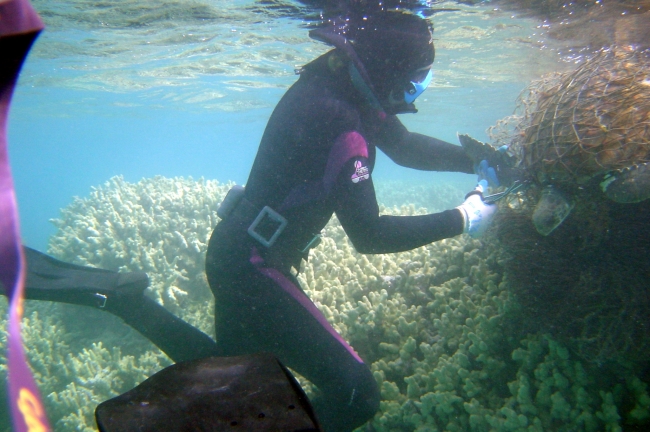 A snorkeler works to free an entangled sea turtle.