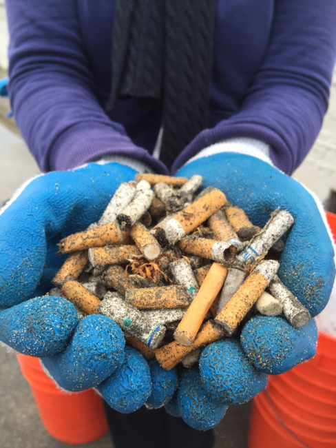 Collected cigarette butts. 