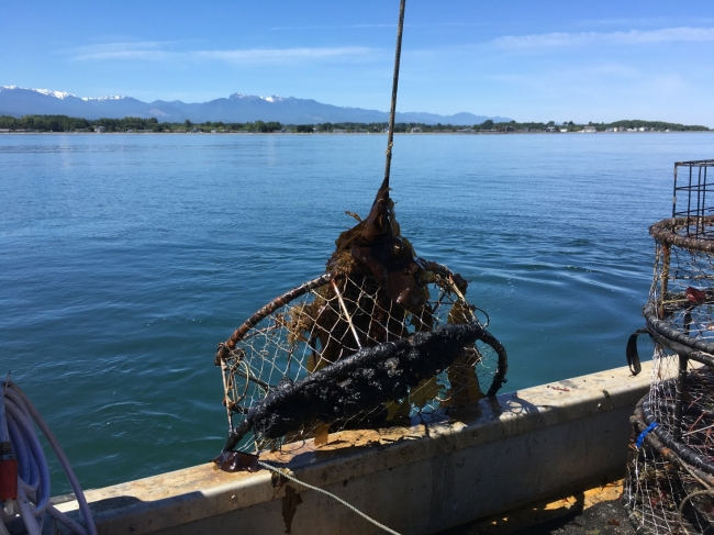 A round crab pot is being lifted from the Salish Sea by a metal line. The pot is resting on the side of a boat. 