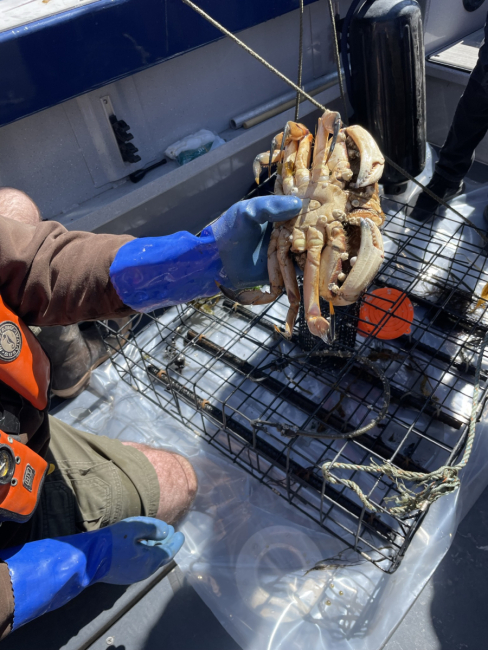 A Dungeness crab being held in someone's hand. 