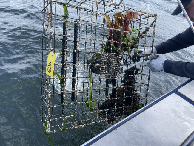 A crab pot is pulled out of the water with seaweed inside. 