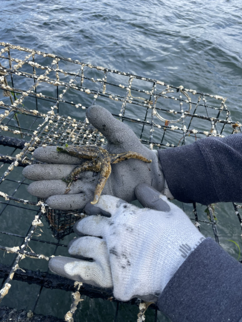 A person holds a sea star in their hand above a crab pot. 