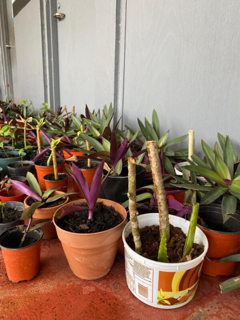 A group of plants in pots at the school permaculture garden. 
