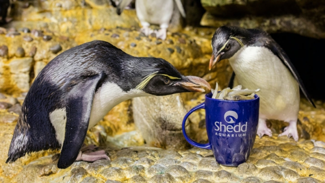 Two penguins eating fish from a reusable mug.