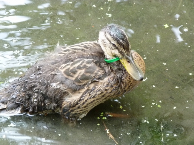 A duck with a plastic bottle ring around its neck.
