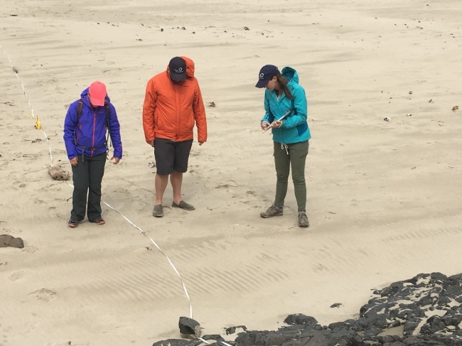 A group of people scanning a beach for marine debris along a transect line.