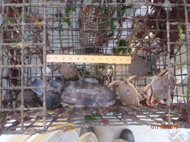 Several animals inside a crab trap.