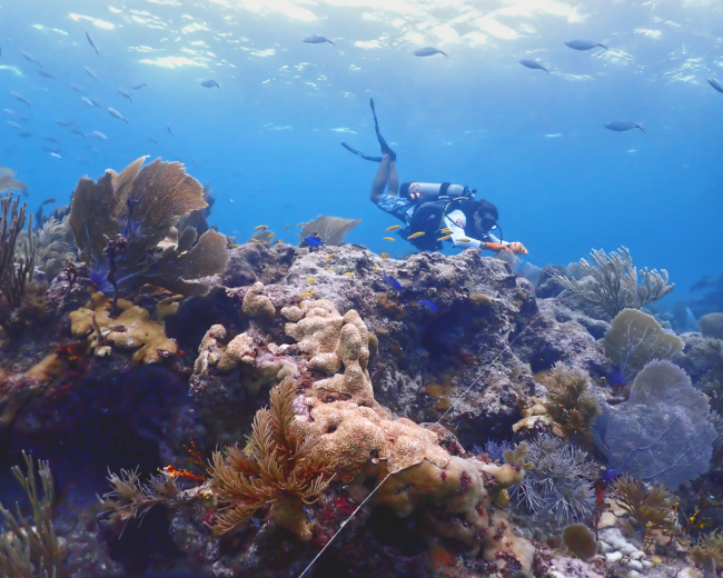 A diver underwater.