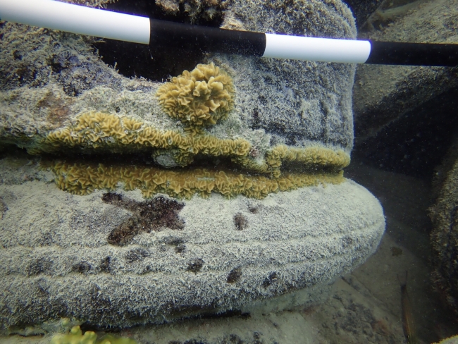 A close up view of a tire at the bottom of the ocean which has a small coral colony growing on it.
