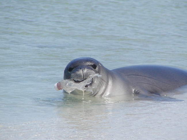 A seal with a plastic bottle in its mouth.