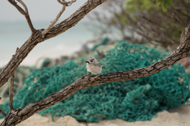 A small bird sits on a branch with a large amount of net behind it. 