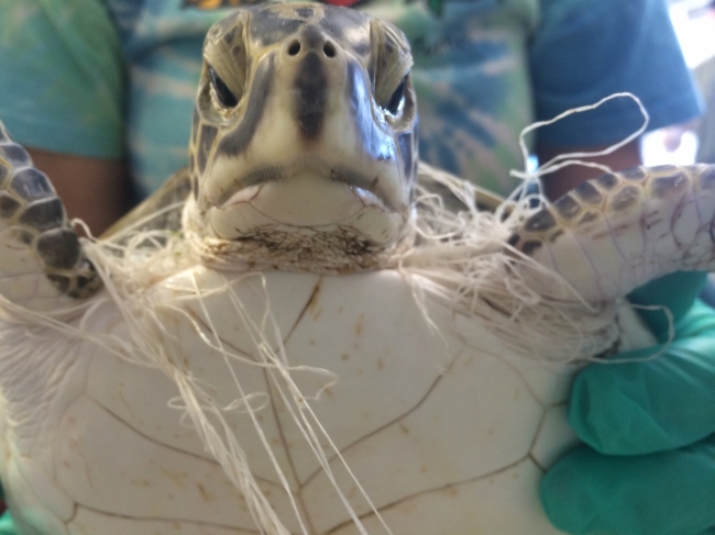 A turtle tangles in fishing line.