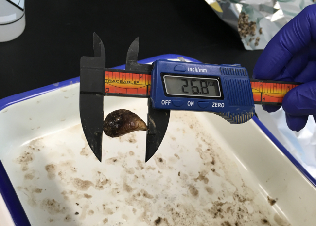 A mussel's length being measured in a pair of handheld digital calipers.