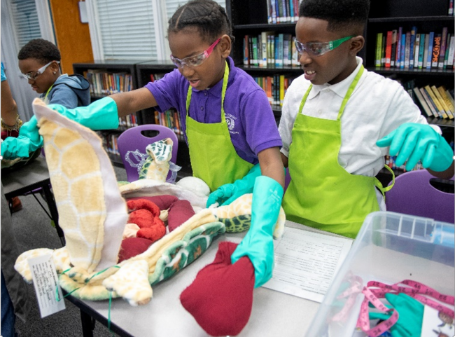 Students participate in a hands-on simulation of a seat turtle necropsy. 