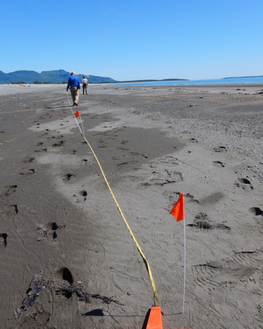 A team using a measuring tape to set up a 100-meter survey site on the beach.