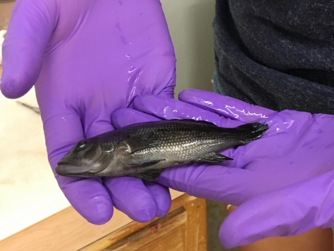 Researcher holding black sea bass.