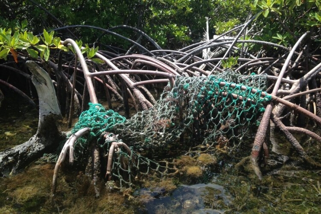 Fishing net tangled in mangrove roots.