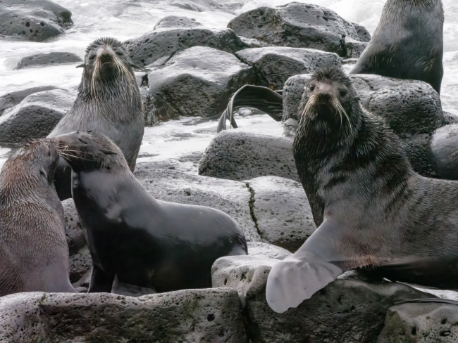 Four young northern fur seals play along the rocky shorelines of St. Paul Island.